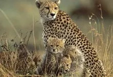 animals cheetahs baby animals 1280x1024 wallpaper Art HD Wallpaper